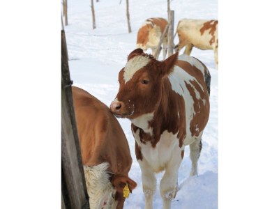 Apartment Ferienwohnung Baumwurzel (ab 3 Nächte) - Outdoor photo 26