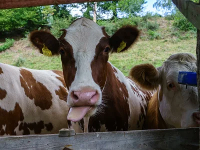 Apartment Mondwohnung (1-2 Nächte ohne Verpflegung) - Outdoor photo 11