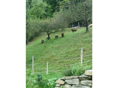 Apartment Bauernhaus "Landlust", 2 Bäder, WC, 3 Schlafräume - Outdoor photo 48