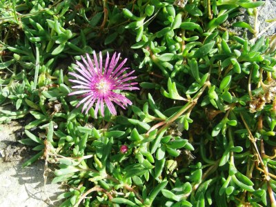 Apartment Bauernhaus "Landlust", 2 Bäder, WC, 3 Schlafräume - Outdoor photo 51