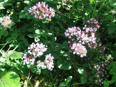 Apartment Bauernhaus "Landlust", 2 Bäder, WC, 3 Schlafräume - Outdoor photo 61