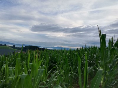 Apartment Bauernhaus "Landlust", 2 Bäder, WC, 3 Schlafräume - Outdoor photo 62