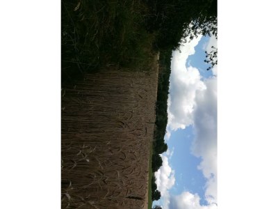 Apartment Bauernhaus "Landlust", 2 Bäder, WC, 3 Schlafräume - Outdoor photo 65