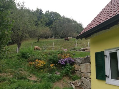 Apartment Bauernhaus "Landlust", 2 Bäder, WC, 3 Schlafräume - Outdoor photo 69