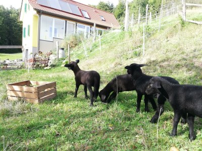 Apartment Bauernhaus "Landlust", 2 Bäder, WC, 3 Schlafräume - Outdoor photo 70
