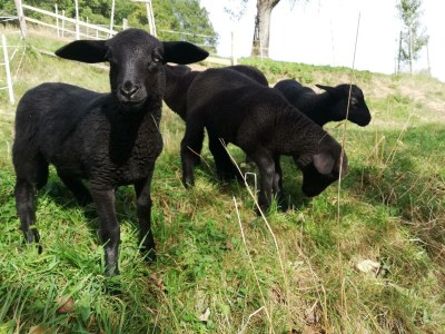 Apartment Bauernhaus "Landlust", 2 Bäder, WC, 3 Schlafräume - Outdoor photo 71