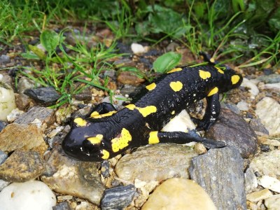 Apartment Bauernhaus "Landlust", 2 Bäder, WC, 3 Schlafräume - Outdoor photo 72
