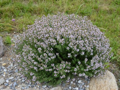 Apartment Bauernhaus "Landlust", 2 Bäder, WC, 3 Schlafräume - Features photo 99