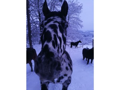 Apartment Kellerstöckl ohne Verpflegung - Outdoor photo 27