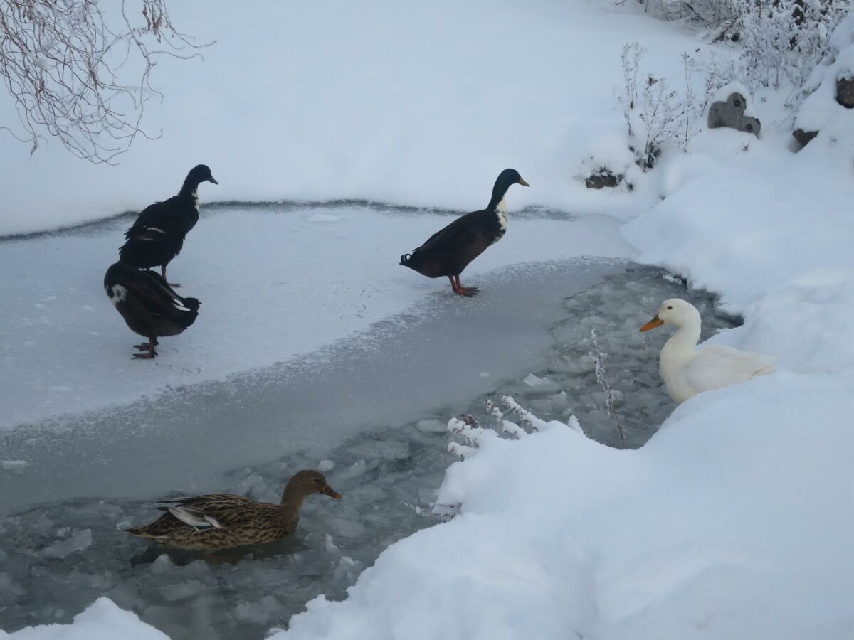 Apartment Ferienwohnung "Edelweiß" 2 Badezimmer - Outdoor photo 5