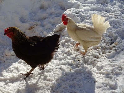 Apartment Ferienwohnung "Edelweiß" 2 Badezimmer - Outdoor photo 8