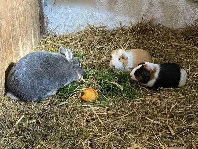 Apartment Weinberg-Wohnung (ab 3 Nächte) - Outdoor photo 22