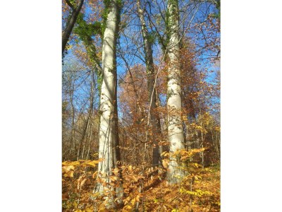 Apartment Appartement/Fewo, Kulmblick - Outdoor photo 13