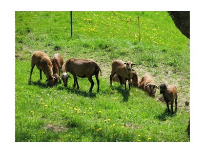 Apartment "Lavendeltraum" im Obergeschoss - Outdoor photo 9
