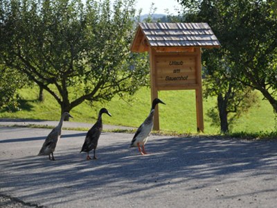 Apartment "Lavendeltraum" im Obergeschoss - Outdoor photo 10
