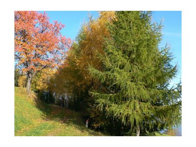 Apartment "Lavendeltraum" im Obergeschoss - Outdoor photo 13