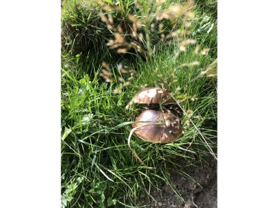 Apartment Ferienhaus (ab 3 Nächte) - Outdoor photo 18