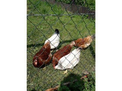 Apartment Ferienhaus Klampfl (ab 3 Nächte) - Outdoor photo 16