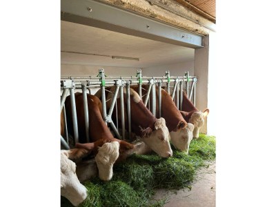 Apartment Ferienhaus Klampfl (ab 3 Nächte) - Outdoor photo 18