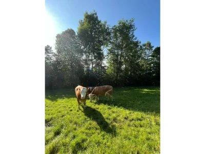 Apartment Ferienhaus Klampfl (ab 3 Nächte) - Outdoor photo 19