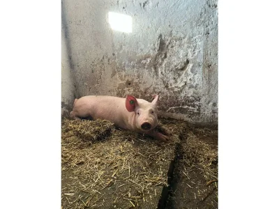 Apartment Ferienhaus Klampfl (ab 3 Nächte) - Outdoor photo 20