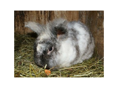 Apartment Ferienwohn. 60m²  80m unterhalb vom Hotel - Outdoor photo 87