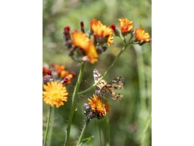 Apartment Ferienwohn. 60m²  80m unterhalb vom Hotel - Outdoor photo 92