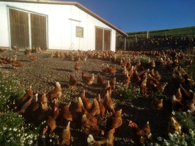 Apartment FEWO "Vogelgezwitscher" - Outdoor photo 9