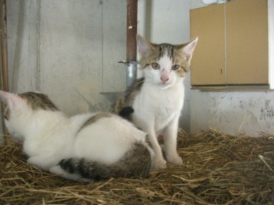 Apartment FEWO "Vogelgezwitscher" - Outdoor photo 10