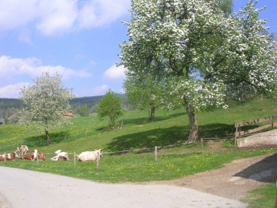 Apartment FEWO "Vogelgezwitscher" - Outdoor photo 11