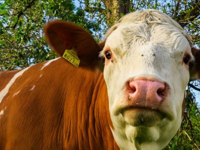 Apartment FEWO "Vogelgezwitscher" - Outdoor photo 12