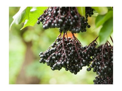 Apartment Ferienwohnung Holunder - Features photo 23