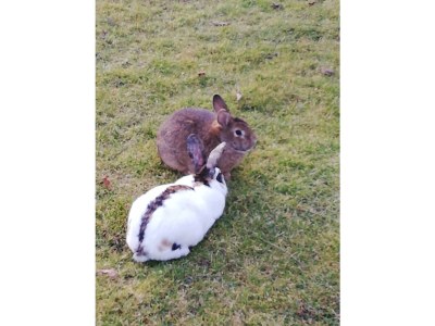 Apartment Appartement/Fewo, Dusche, WC, 3 Schlafräume - Outdoor photo 11