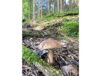 Apartment Snow Stone - Outdoor photo 6