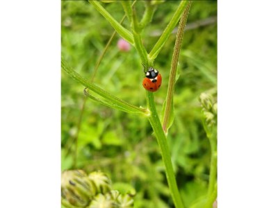 Apartment Ferienwohnung Sonnenschein - Outdoor photo 14