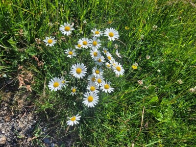 Apartment Ferienwohnung Sonnenschein - Outdoor photo 30