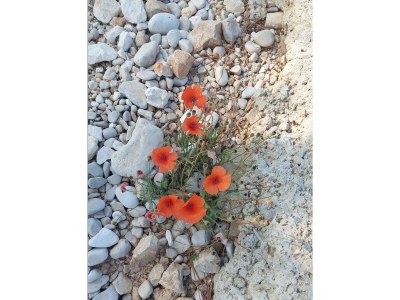 Apartment Ferienwohnung Sonnenschein - Outdoor photo 33