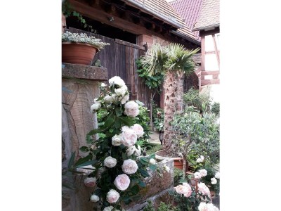 Apartment Appartement/Fewo, Dusche, WC, Nichtraucher - Outdoor photo 6