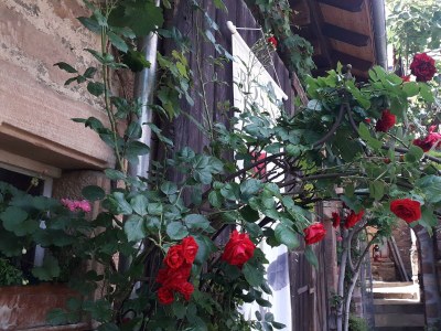 Apartment Appartement/Fewo, Dusche, WC, Nichtraucher - Outdoor photo 16