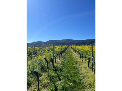 Apartment Ferienwohnung 1a - Outdoor photo 20