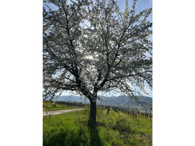 Apartment Ferienwohnung 1a - Outdoor photo 21