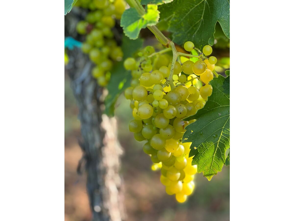 Apartment Ferienwohnung am Storchennest