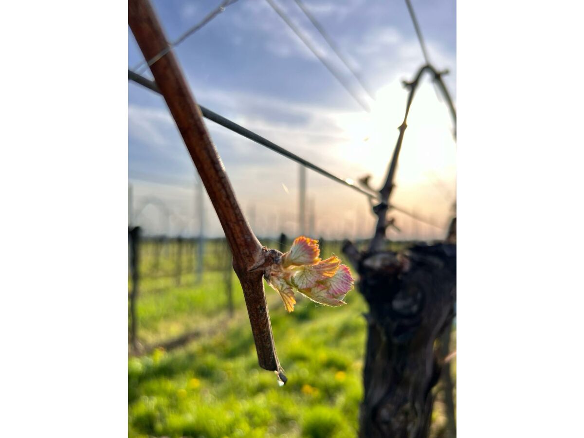 Apartment Ferienwohnung am Storchennest - Outdoor photo 4