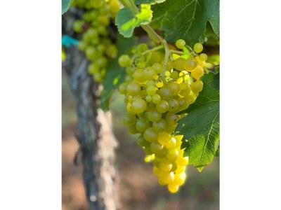 Apartment Ferienwohnung am Storchennest in Neustadt Lachen-Speyerdorf - Apartment