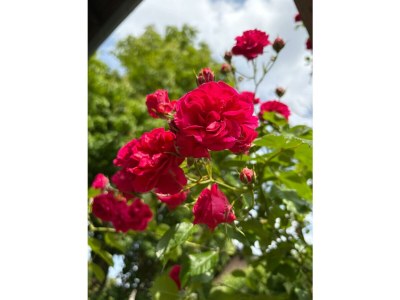 Apartment Appartement/Fewo, Dusche und Badewanne, 2 Schlafrä - Outdoor photo 4