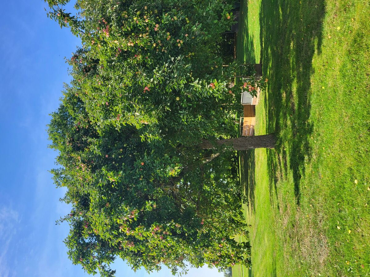 Apartment Ferienwohnung Familiennest-Eifel - Outdoor photo 3