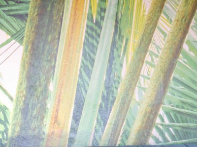 Holiday house Luxury Sunset Boulevard Villa - Outdoor photo 11