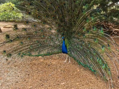 Holiday house Villa la Pleta, super luxury - Environment photo 64