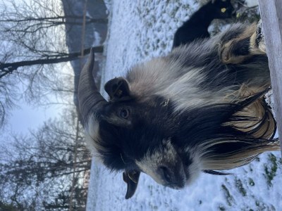 Holiday room Dreibettzimmer, Dusche, WC, Süd - Outdoor photo 7