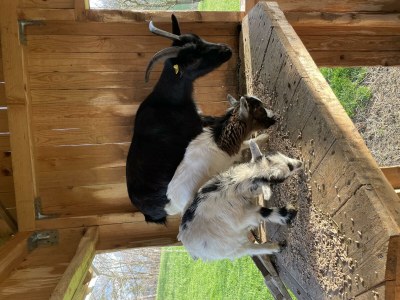 Holiday room Dreibettzimmer, Dusche, WC, Süd - Outdoor photo 8